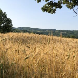 i grani antichi